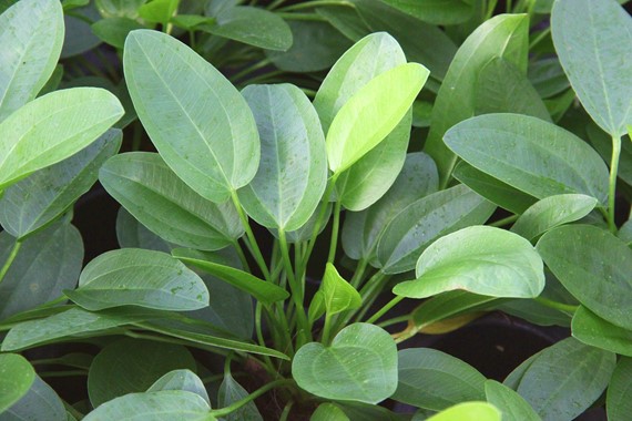 ECHINODORUS CORDIFOLIUS MINI DENNERLE PLANTS