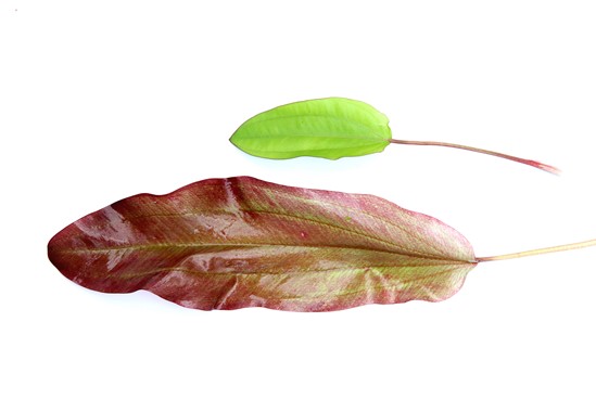 ECHINODORUS GREEN CHAMELEON DENNERLE PLANTS