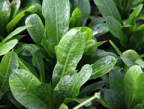 ECHINODORUS GRISEBACHII TROPICA DENNERLE PLANTS