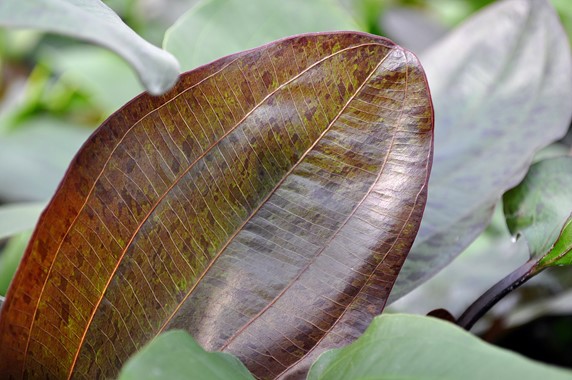 ECHINODORUS OZELOT DENNERLE PLANTS