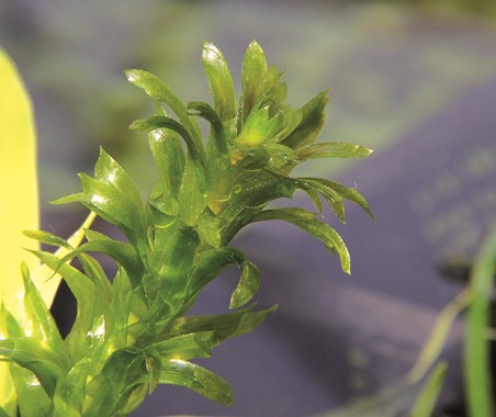 EGERIA DENSA SPECIAL DENNERLE PLANTS