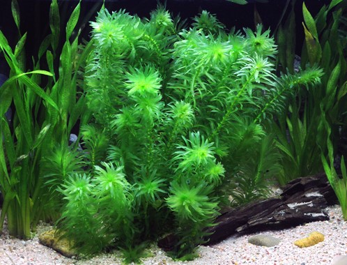 EGERIA DENSA TROPICAL DENNERLE PLANTS