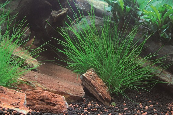 ELEOCHARIS ACICULARIS DENNERLE PLANTS