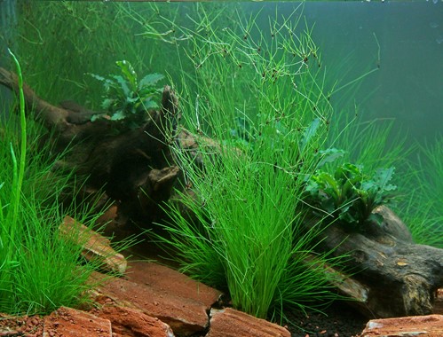 ELEOCHARIS VIVIPARA DENNERLE PLANTS