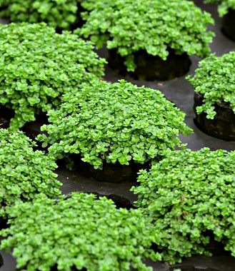 HEMIANTHUS CALLITRICHOIDES CUBA DENNERLE PLANTS