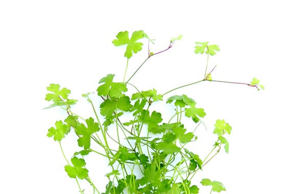 HYDROCOTYLE CF. TRIPARTITA DENNERLE PLANTS