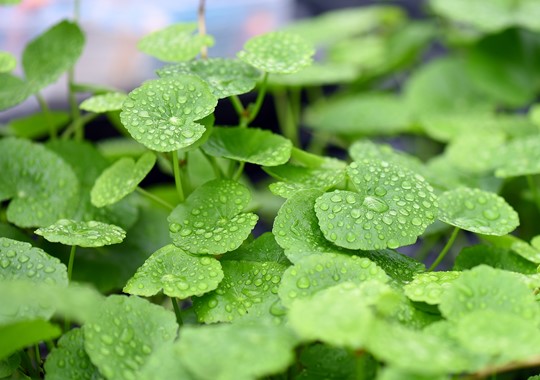HYDROCOTYLE LEUCOCEPHALA DENNERLE PLANTS