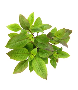 HYGROPHILA CORYMBOSA