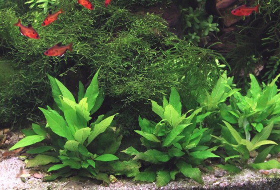 HYGROPHILA CORYMBOSA COMPACT DENNERLE PLANTS