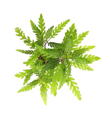 HYGROPHILA PINNATIFIDA
