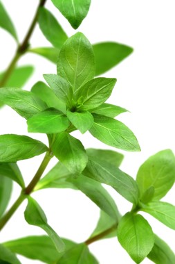 HYGROPHILA POLYSPERMA DENNERLE PLANTS