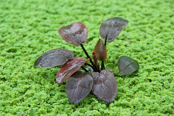 LAGENANDRA MEEBOLDII RED DENNERLE PLANTS