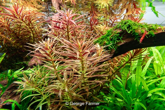 LIMNOPHILA HIPPURIDOIDES
