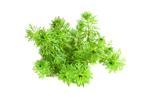 LIMNOPHILA SESSIFLORA DENNERLE PLANTS