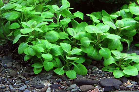 LOBELIA CARDINALIS MINI DENNERLE PLANTS
