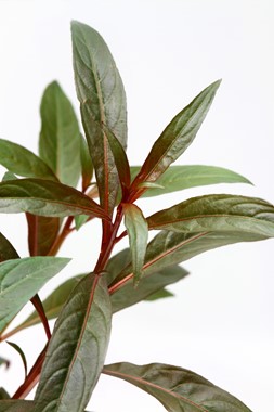LUDWIGIA GLANDULOSA