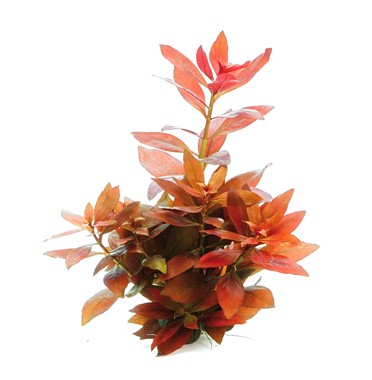 LUDWIGIA REPENS RUBIN DENNERLE PLANTS