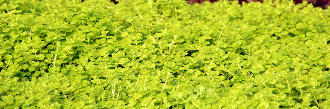 LYSIMACHIA NUMMULARIA AUREA DENNERLE PLANTS