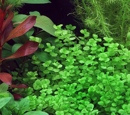 MICRANTHEMUM UMBROSUM DENNERLE PLANTS
