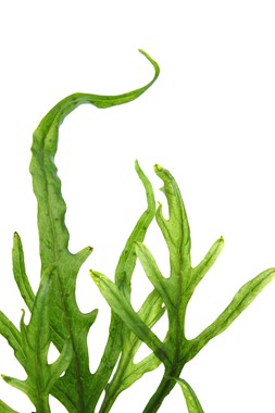 MICROSORUM PTEROPUS TRIDENT DENNERLE PLANTS