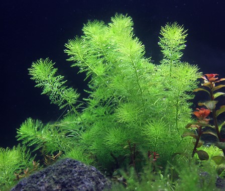 MYRIOPHYLLUM SPEC. GUAYANA