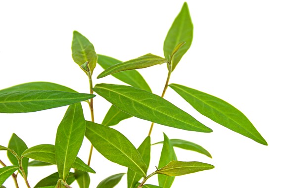 PERSICARIA SP. SAO PAULO DENNERLE PLANTS