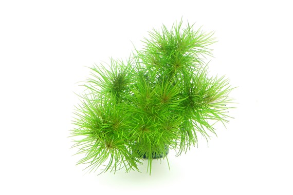 POGOSTEMON DECCANENSIS DENNERLE PLANTS