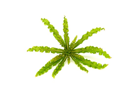 POGOSTEMON HELFERI DENNERLE PLANTS