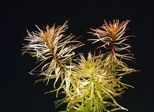 POGOSTEMON STELLATUS SPEC. DENNERLE PLANTS