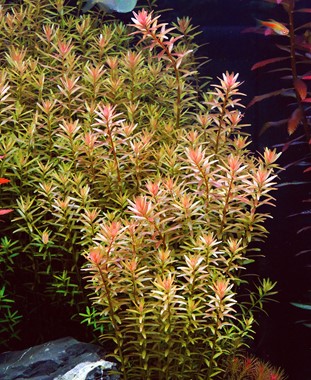 ROTALA ROTUNDIFOLIA DENNERLE PLANTS