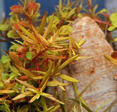 ROTALA ROTUNDIFOLIA SPEC. H'RA DENNERLE PLANTS