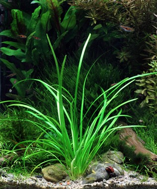 SAGITTARIA SUBULATA VAR. PUSILLA DENNERLE PLANTS
