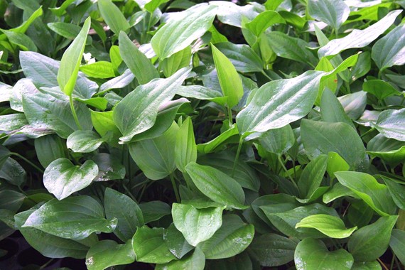 ECHINODORUS ARGENTINENSIS XL DENNERLE PLANTS