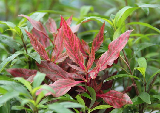 ALTERNANTHERA REINECKII RED RUBY DENNERLE PLANTS
