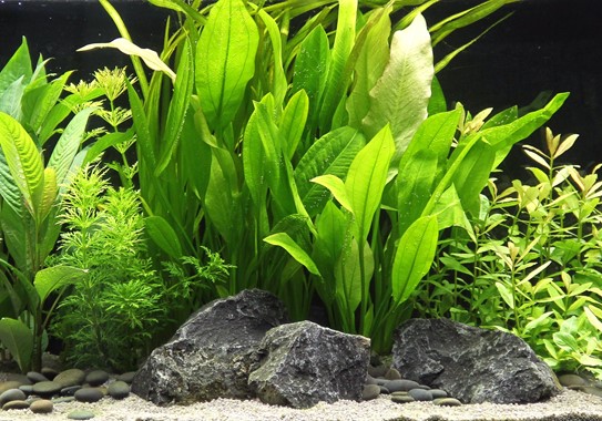 ECHINODORUS GRISEBACHII BLEHERAE XXL DENNERLE PLANTS