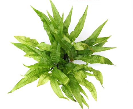 MICROSORUM PTEROPUS XXL DENNERLE PLANTS