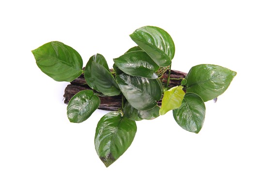 ANUBIAS BARTERI on wood with suckers