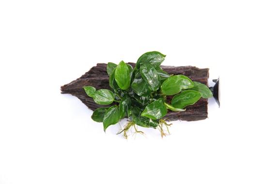 ANUBIAS BARTERI VAR. NANA on wood