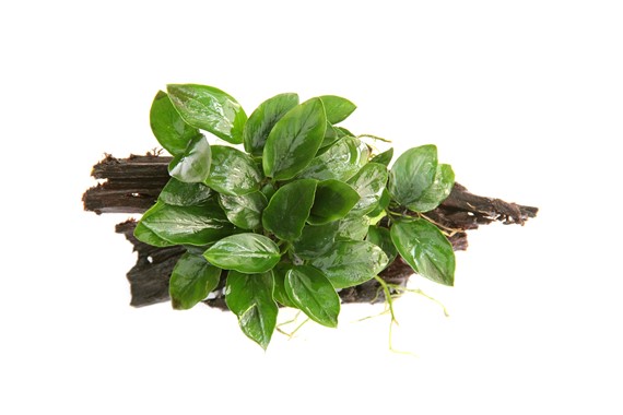 ANUBIAS BARTERI VAR. NANA on wood