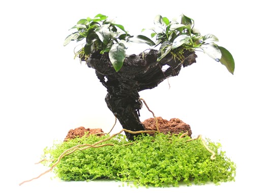 ANUBIAS BARTERI VAR. NANA MBUNA M