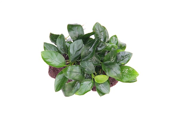 ANUBIAS BARTERI VAR. NANA on rock