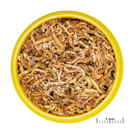 PRONOVO FIL 100ml