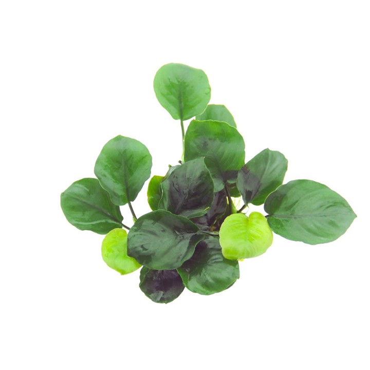 ANUBIAS BARTERI COIN LEAF TROPICA