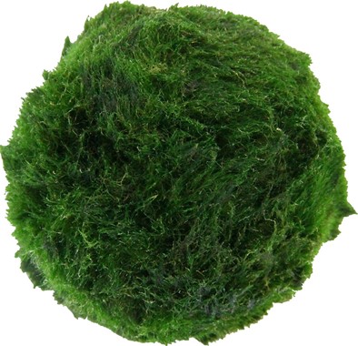 AEGAGROPILA LINNAEI SUPERBALLS Pack of 3