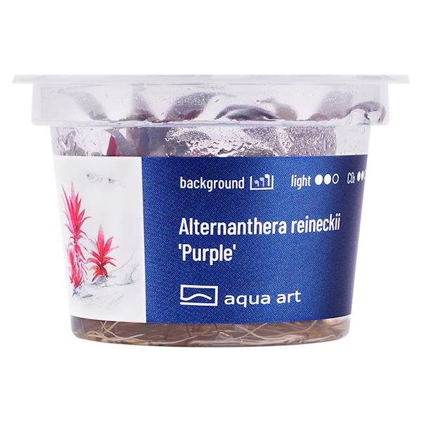 ALTERNANTHERA REINECKII PURPLE AQUA ART