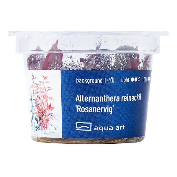 ALTERNANTHERA REINECKII ROSANERVIG AQUA ART