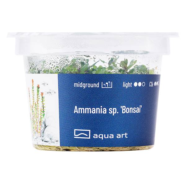 AMMANIA SP.BONSAI AQUA ART