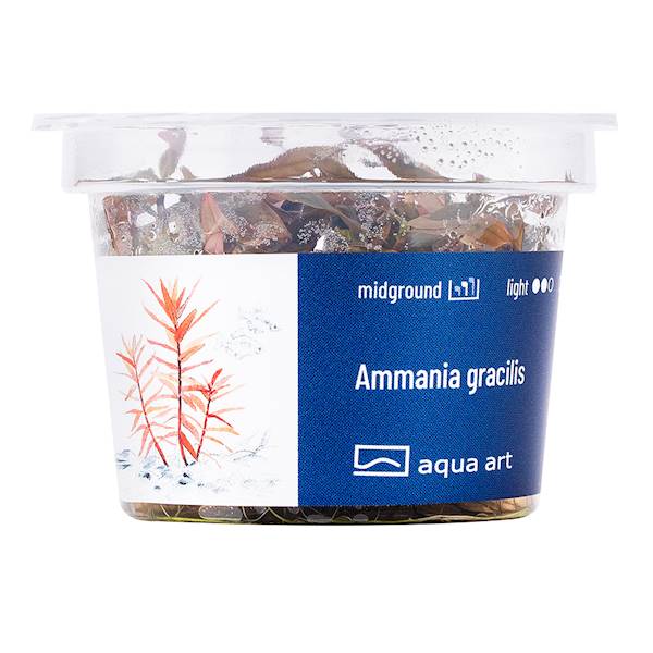 AMMANIA GRACILIS AQUA ART