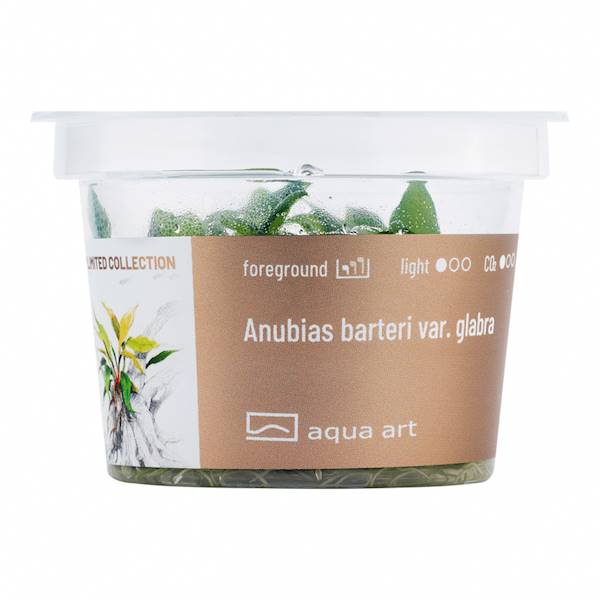 ANUBIAS BARTERI VAR. GLABRA