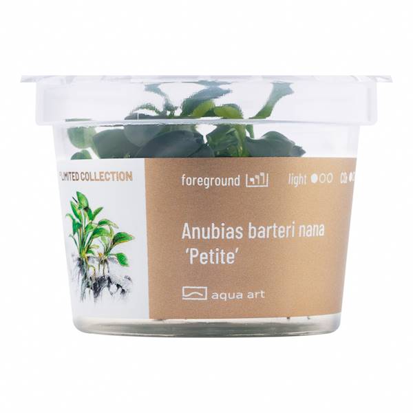 ANUBIAS BARTERI NANA PETITE AQUA ART